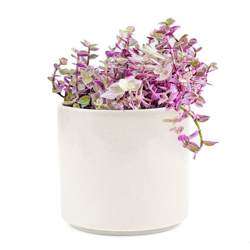 small size callisia repens pink lady plant in white ceramic pot for sale, buy pink vine plant online, pink plant as gift, hanging basket plant to add your home or garden