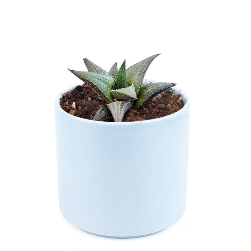 Venosa Haworthia for sale, succulent plant, cactus, succulent care guide, succulents store in CA, Succulents shop near me, indoor succulents, succulent subscription, succulent care, Venosa Haworthia in California, How to grow Venosa Haworthia. indoor succulents.