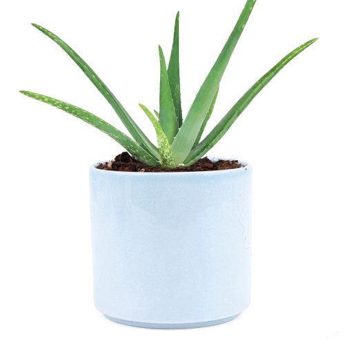 aloe vera plant types, how often to water aloe vera, how to plant aloe vera, what is aloe vera, aloe vera plant for sale, how to propagate aloe vera, large aloe vera plant, how often do you water aloe vera, aloe vera grow indoors, growing aloe vera, watering aloe vera, soil for aloe vera, best soil for aloe vera, growing aloe vera indoors