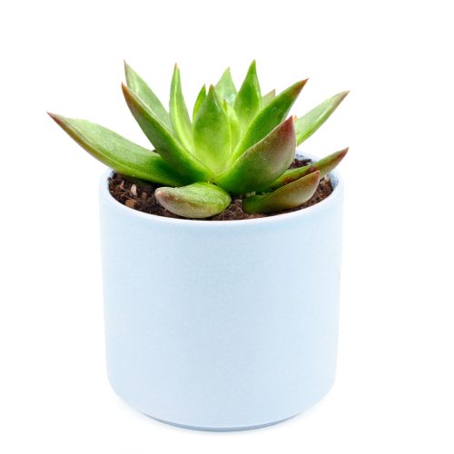 echeveria agavoides christmas in blue ceramic pot for sale, echeveria agavoides christmas plant as gift