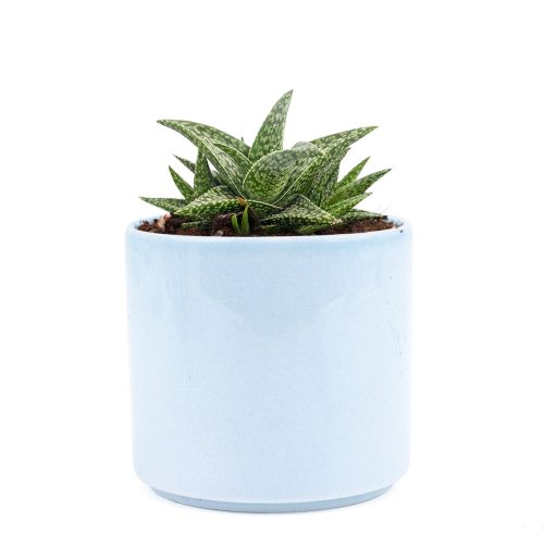 Silver aloe spiky succulent, indoor succulents, Succulents, Succulents shop near me, how to grow succulents, succulent subscription, succulents shop in California, succulents garden, Rare succulents, Silver aloe spiky succulent in California, How to grow Silver aloe spiky succulent