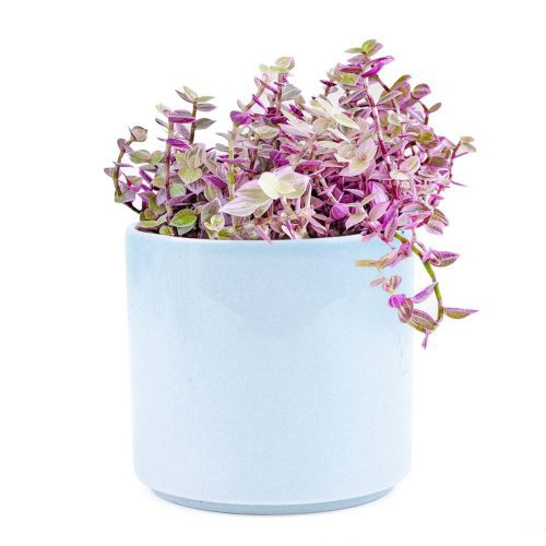 pink lady plant for sale, buy callisia repens pink lady online, best hanging basket plant to grow, pink lady plant in blue cylinder ceramic pot 