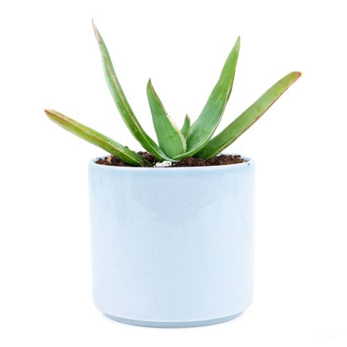 Coral Aloe near me, succulent subscription, Rare succulents, succulent care guide, indoor succulents, Succulents shop near me, succulents shop in California, succulent plant, succulents store in CA, Coral Aloe in California, How to grow Coral Aloe