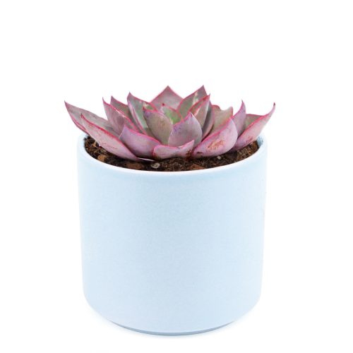 buy echeveria afterglow large rosette succulent online, pink and purple succulent, succulent wedding favors, succulent wedding centerpieces, succulent wedding bouquet, echeveria succulent types, rosette succulent types, echeveria pink edge, purple echeveria, rare succulent plants