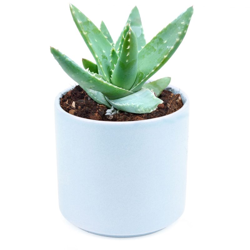 Aloe Brevifolia Succulent, succulents store in CA, cactus, Succulents shop near me, succulents garden, succulent subscription, how to grow succulents, succulent care, Succulents, Aloe Brevifolia Succulent in California, How to grow Aloe Brevifolia Succulent