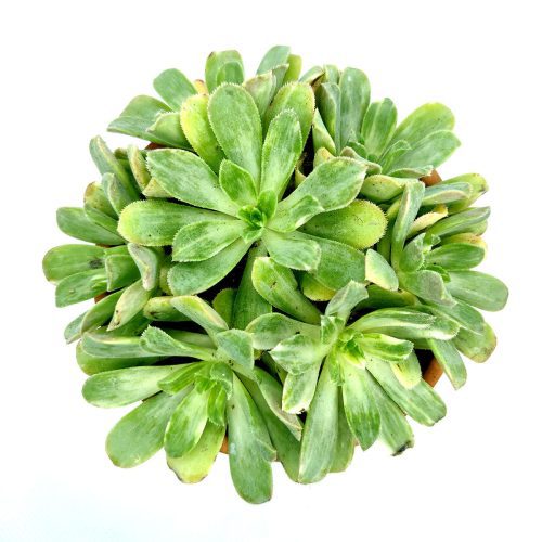 Aeonium Emerald Ice Bright Green Rosette Succulent for sale, How to grow and care for Aeonium Succulent Plant, Aeonium Emerald Ice Propagation, Premium Succulent Gift Box for any occasion, Aeonium Emerald Ice Succulent with care guide, Succulent & Cactus for sale