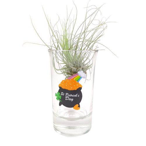 glass air plant holder, air plant holder for sale, unique air plant holder