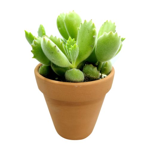 cotyledon bear paw, bear’s paw, how to grow succulents, cactus, succulent care, succulents garden, succulent subscription, succulent care guide, succulents shop in California, monthly succulents, cotyledon bear paw in California, How to grow cotyledon bear paw