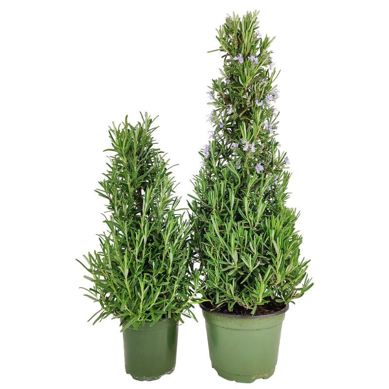 Rosemary Holiday Tree, Aromatic Holiday Tree, Christmas Shaped Houseplants, Christmas Tree Gift Ideas, Christmas Themed Houseplants