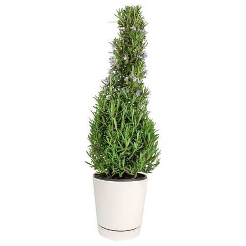 Rosemary Holiday Tree, Aromatic Holiday Tree, Christmas Shaped Houseplants, Christmas Tree Gift Ideas