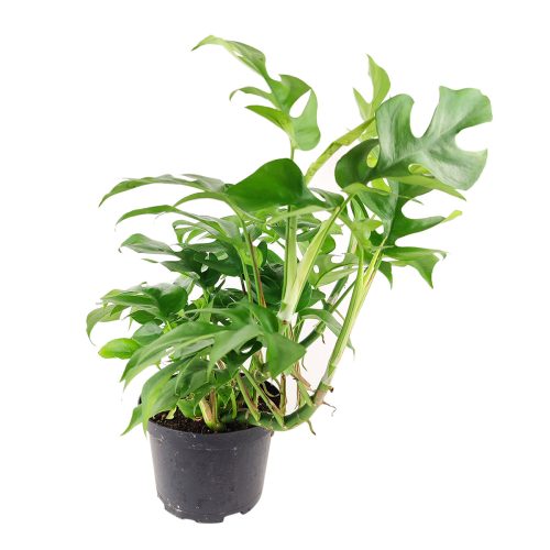 Rhaphidophora Tetrasperma, Monstera Minima, Philodendron Piccolo, mini Monstera, plant with fenestrated leaves, easy care air-purifying plant for homes and offices