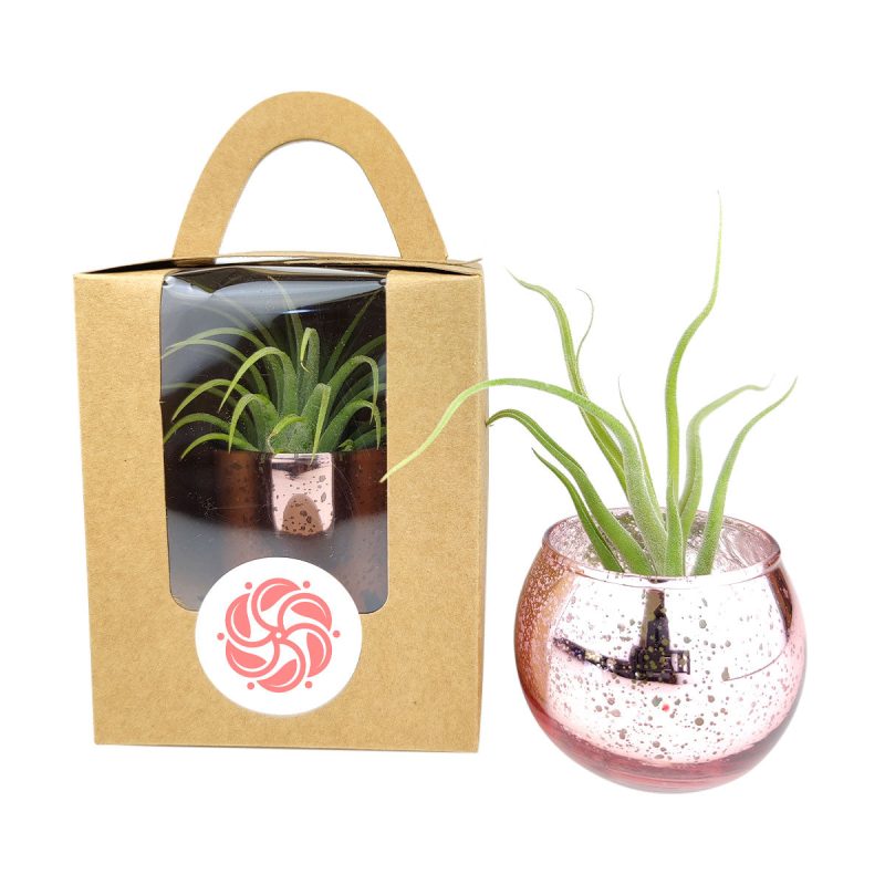 Plant Carrier bag, Paper Gift Bags with Handles for Birthday Party Favors, Wedding Gift Bag for Sale, Plant carrier gift bag, Craft packaging ideas, Wedding Thank You Gifts for Guests, Gift Packaging