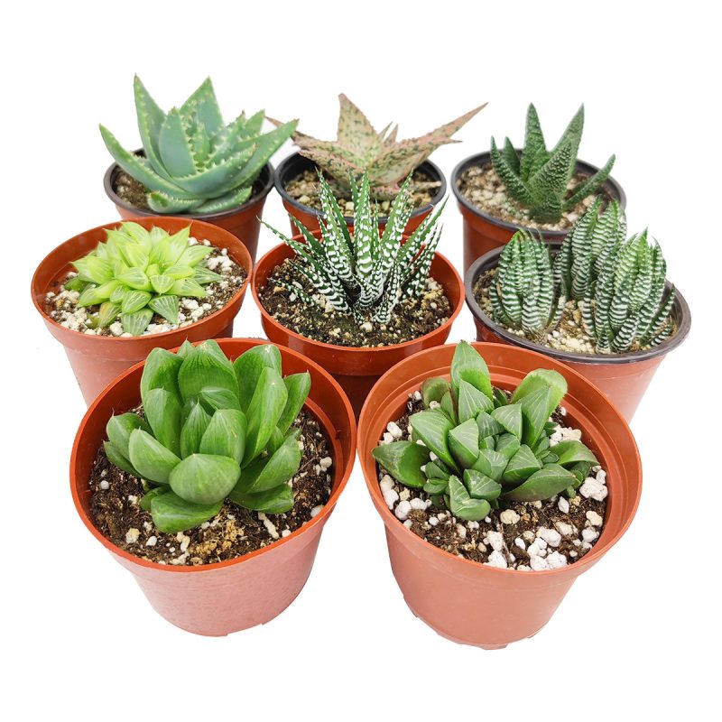 Live Haworthia Aloe Agave Gasteria Assorted Pack for sale, A Variety of Healthy Live Haworthia Aloe Agave Gasteria Succulent Plant, Colorful Haworthia Aloe Agave Gasteria Gift Ideas, How to care for Haworthia Aloe Agave Gasteria Succulent, How to grow Haworthia Aloe Agave Gasteria Succulent Indoor, Haworthia Aloe Agave Gasteria, buy succulents online, succulent shop, succulent store, Haworthia Aloe Agave Gasteria plant, indoor succulents