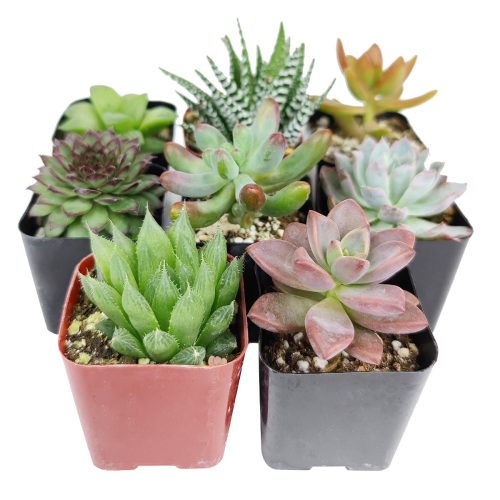 Pet-friendly Succulent Pack for sale, Pet Safe Non Toxic Succulent Collection, Non-Toxic Succulents for Pets