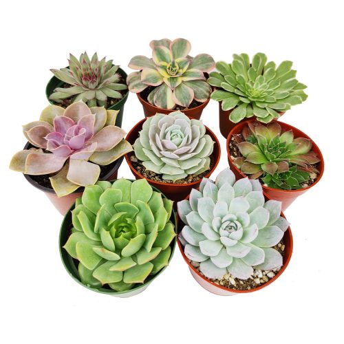 Radiant Rosette Shaped Succulent Pack for Sale Online, How to care for Rosettes Succulent, echeveria, succulent echeveria, buy succulents online, succulent shop, Rosette shaped succulent assorted pack, Succulent ideas for your wedding, Different types of rosette succulents for sale 