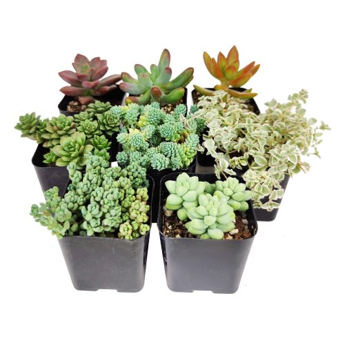 Live Sedum Assorted Pack for sale, A Variety of Healthy Live Sedum Succulent Plant, Colorful Sedum Gift Ideas, How to care for Sedum Succulent, How to grow Sedum Succulent Indoor, Sedum, Sedum succulent, Sedum types, succulent Sedum, buy succulents online, succulent shop, succulent store, Sedum plant, indoor succulents