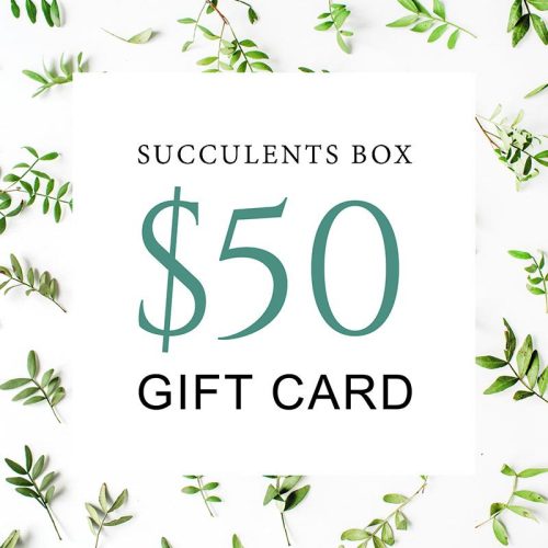 buy gift card online, black friday gift deals gift cards, buy gift card near me, best buy gift card, buy gift card discount, christmas gift card ideas, succulent gift card for any occasion, succulents for thanksgiving decor