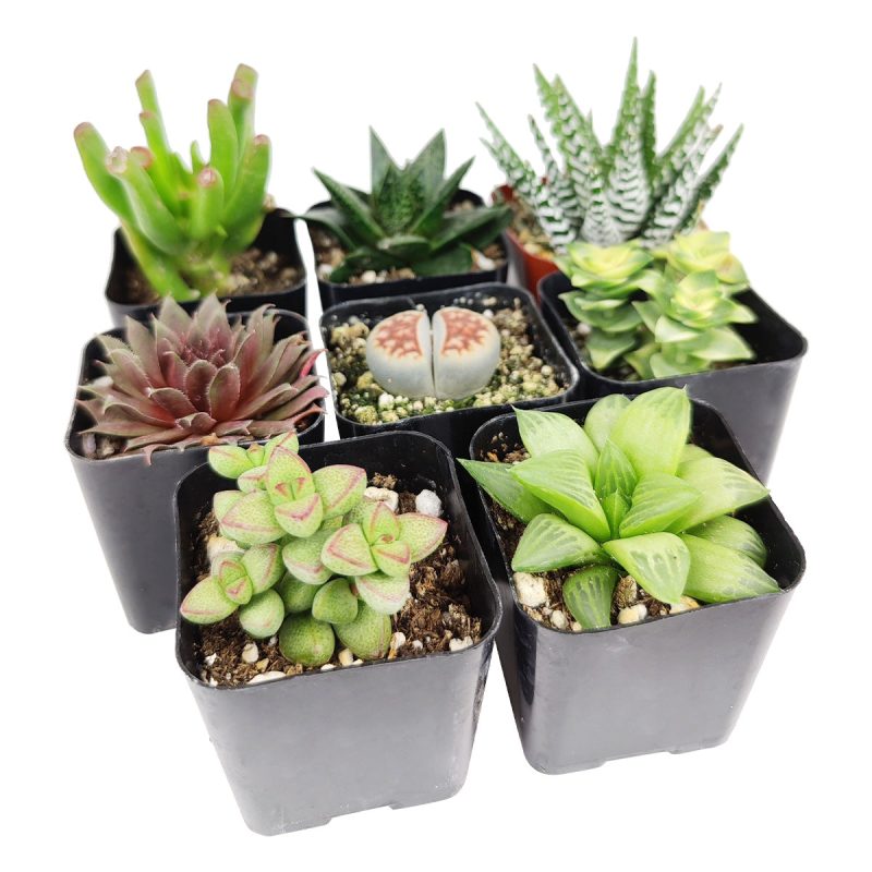 indoor succulent plants, indoor succulent plants for sale, buy indoor succulent plant, succulent pack for sale online, best indoor plants, types of succulent plants indoor, indoor house plants, low light indoor plants, low maintenance plants, easyplant