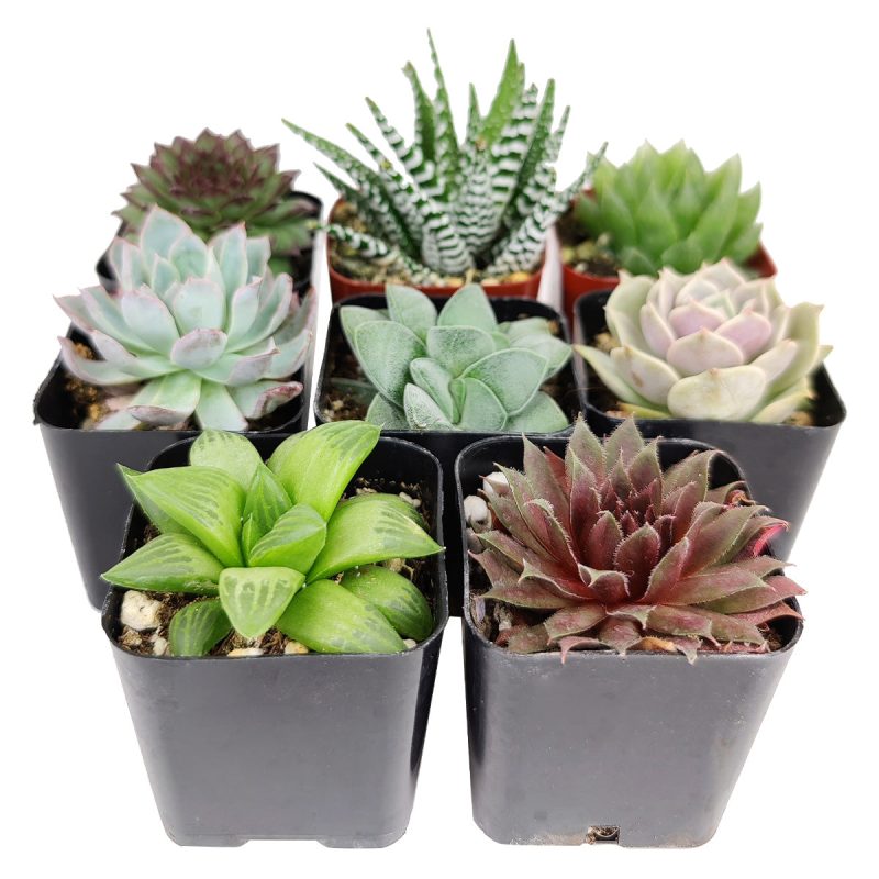 pack of succulents, succulents pack, succulents for sale pack, large pack of succulents, succulents 4 pack gift box