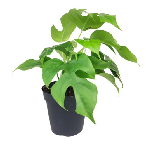 Monstera Minima in 4 inch grower pot, buy Monstera Minima in grower pot, Monstera Minima in 4 inch grower pot for sale, online plant nursery california