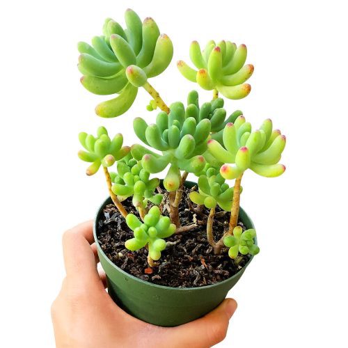 Green Jelly Bean Sedum, Sedum Pachyphyllym For Sale, chubby succulent plant, How to grow sedum pachyphyllum, Sedum Pork and Beans succulent plant, where to buy succulent online, chubby succulents