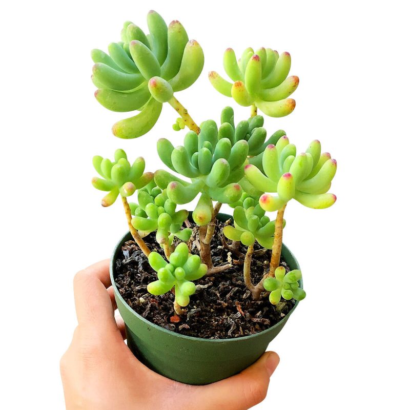 Green Jelly Bean Sedum, Sedum Pachyphyllym For Sale, chubby succulent plant, How to grow sedum pachyphyllum, Sedum Pork and Beans succulent plant, where to buy succulent online, chubby succulents