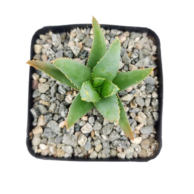 Aloe Dichotoma, Aloe plants, Aloe Dichotoma succulent, Aloe Dichotoma care, how to care for Aloe Dichotoma, Aloe Dichotoma for sale, Aloe Dichotoma near me