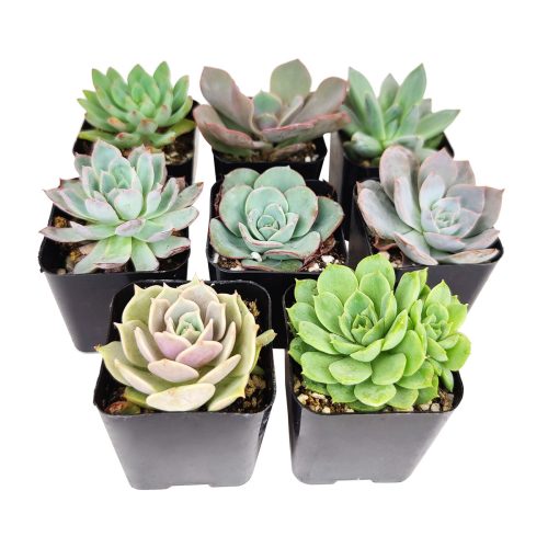 echeveria, echeveria succulent, echeveria types, buy succulents online, echeveria plant, indoor succulents, Succulent assorted pack perfect for weddings, Echeveria rosette succulent for wedding 