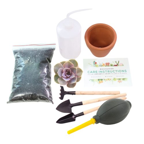 Succulent Beginner Kit for sale, Succulent Plant Starter Kit for sale, Succulent Gift for Beginners, Succulents Gift Ideas