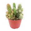 Cactus Garden Arrangement, Cacti, Random Cactus in Pot, Unique Cactus Arrangment, 3 kinds of cactus in pot for sale