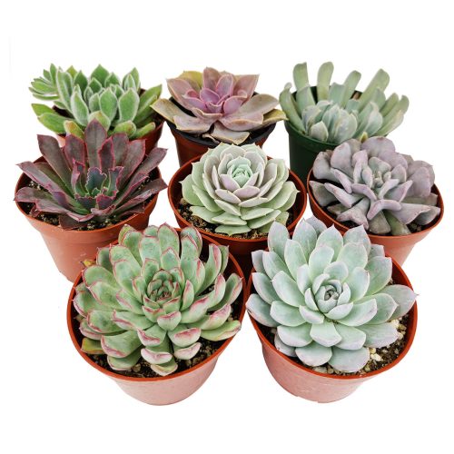 Colorful Echeveria Gift Ideas, echeveria succulent, echeveria types, buy succulents online, succulent shop, indoor succulents, Where to buy succulents for your wedding, Rosette shaped succulent assorted pack, Echeveria rosette succulent for wedding