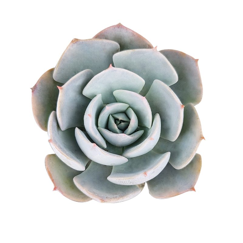 Echeveria Simulans f/ Rayones, hybrid echeveria, echeveria succulent, rosette succulent