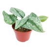 silver splash pothos, silver splash pothos vs satin pothos, silver splash pothos care, silver splash pothos for sale