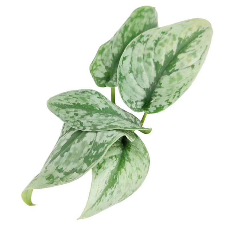 4 SilverSplashPothos 91fbe84b 4efd 4723 b113 2c22b7741b03