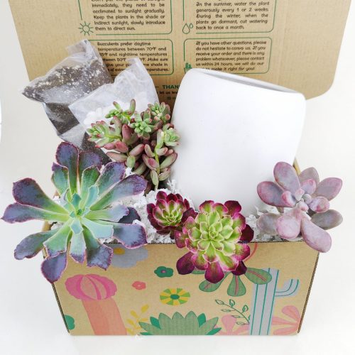 holiday succulent gifts, succulent themed gifts, succulent pot arrangement, succulent christmas gifts, cactus succulent arrangement, live succulent arrangement, succulent garden gifts, colorful succulent arrangement, succulent gifts online, Plant Dad Gifts, Gifts for Dad, Father's Day Gifts Delivery 2022, Plant Gifts for Men, Happy Father's Day Gift