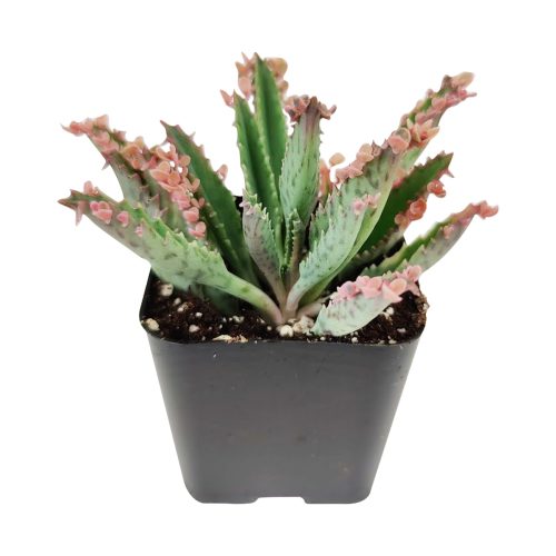 Mother of Thousands Care, succulents garden, Succulents shop near me, Rare succulents, Succulents, succulents shop in California, cactus, how to grow succulents, succulent care tips, Mother of Thousands in California, How to grow Mother of Thousands, Variegated mother of thousands