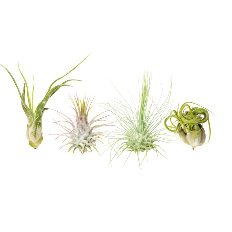 Assorted Collection of Live Air Plants Randomly Picked, Set of Live Air Plants, Air Plants Gift Box, Air Plants Gift Ideas, Air Plants Decoration, Rare Air Plants for Sale