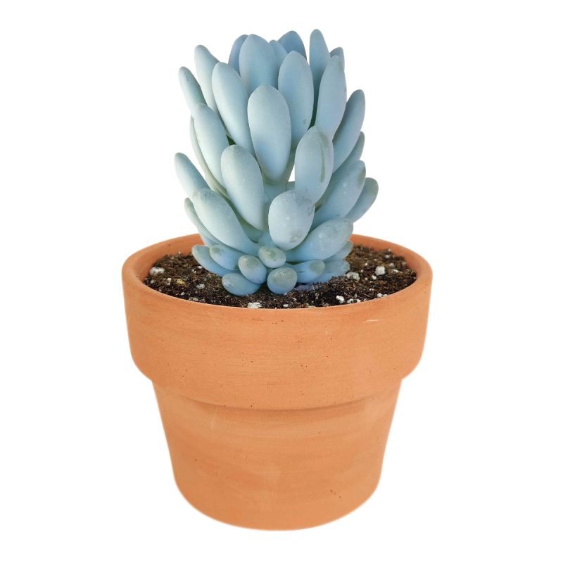 Echeveria elegans blue in California, How to grow Echeveria elegans blue, Echeveria for thanksgiving, How to care echeveria succulents for thanksgiving, echeveria, echeveria succulent, echeveria types, succulent echeveria, buy succulents online, succulent shop, succulent store, echeveria plant, indoor succulents