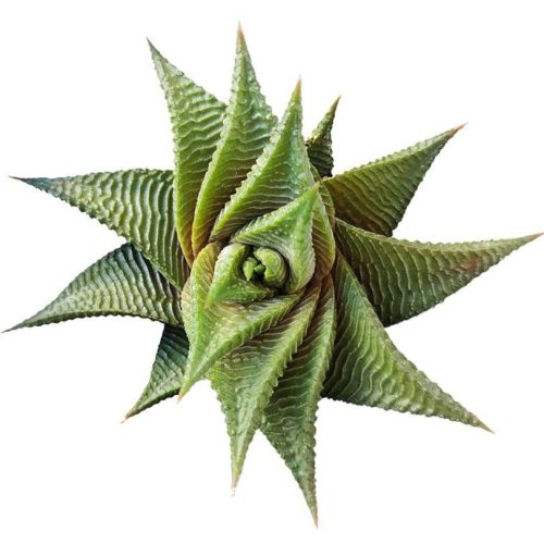 Haworthia Limifolia Twister, Haworthia Twister, Haworthia Succulent, Indoor Plant, Haworthia Zebra, Haworthia Limifolia, White Stripe Aloe, Short Houseplant, Aloe Succulent Plant, Twister Succulent, Limifolia Succulent, Star Succulent. indoor succulents.