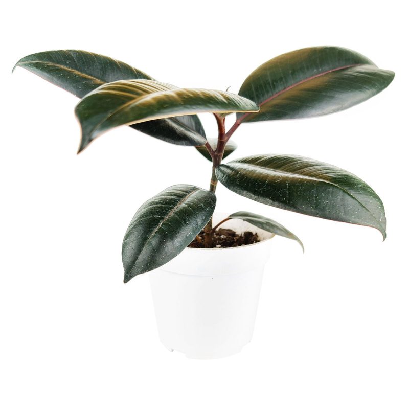 Buy Burgundy Rubber Plant Ficus Elastica in Pot, ficus plant, ficus indoor plant, ficus plant types, ficus plant for sale, ficus rubber plant care, plant with black leaves, black leaf indoor plant