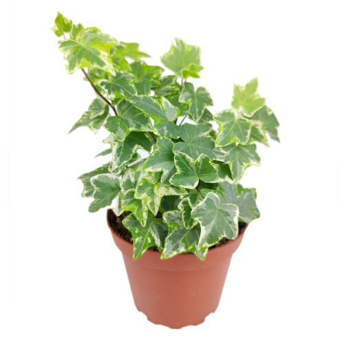 Ivy Kolibre, Hedera helix Kolibri, English Ivy Kolibre, ivy plant, kolibre ivy, ivy plant care, ivy plant for sale, Ivy Kolibre care, Ivy Kolibre near me, trailing houseplants, best trailing plants, indoor trailing houseplant, ivy plant décor ideas, ivy plant gift ideas, Kolibre ivy care