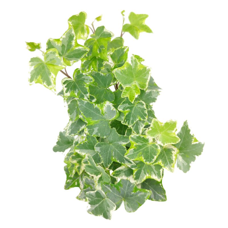 Ivy Kolibre, Hedera helix Kolibri, English Ivy Kolibre, ivy plant, kolibre ivy, ivy plant care, ivy plant for sale, Ivy Kolibre care, Ivy Kolibre near me, trailing houseplants, best trailing plants, indoor trailing houseplant, ivy plant décor ideas, ivy plant gift ideas, Kolibre ivy care