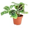 Maranta Green Prayer Plant, Rabbit Tracks for sale online, Easy to grow houseplants, Types of Colorful Foliage Plants, indoor houseplant, colorful foliage houseplant, houseplant for beginners