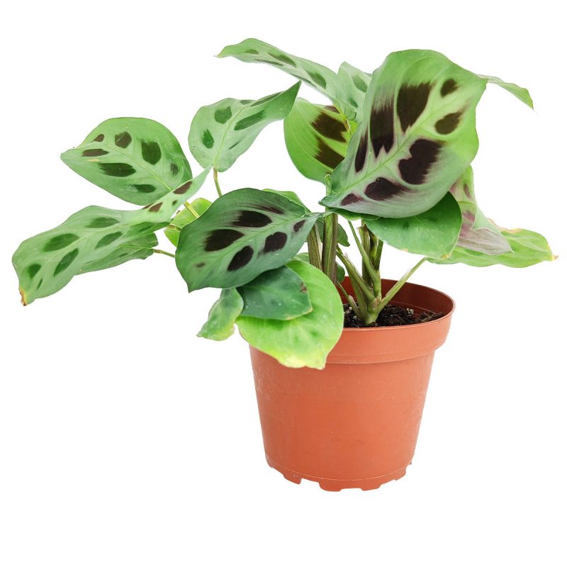 Maranta Green Prayer Plant, Rabbit Tracks for sale online, Easy to grow houseplants, Types of Colorful Foliage Plants, indoor houseplant, colorful foliage houseplant, houseplant for beginners