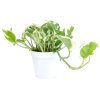 pothos n joy, pothos n joy care, pothos n joy light requirements, pothos n joy yellow leaves, pothos n joy plant, Epipremnum pinnatum