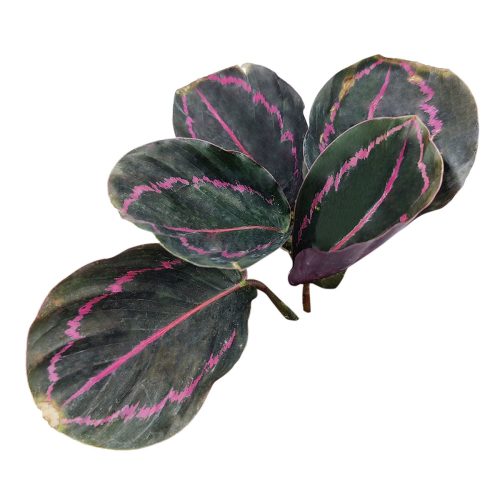 4calatheadottie