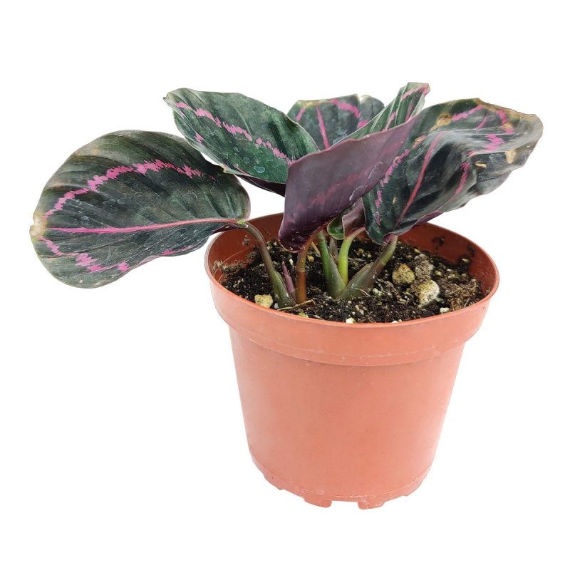 4calatheadottie 1