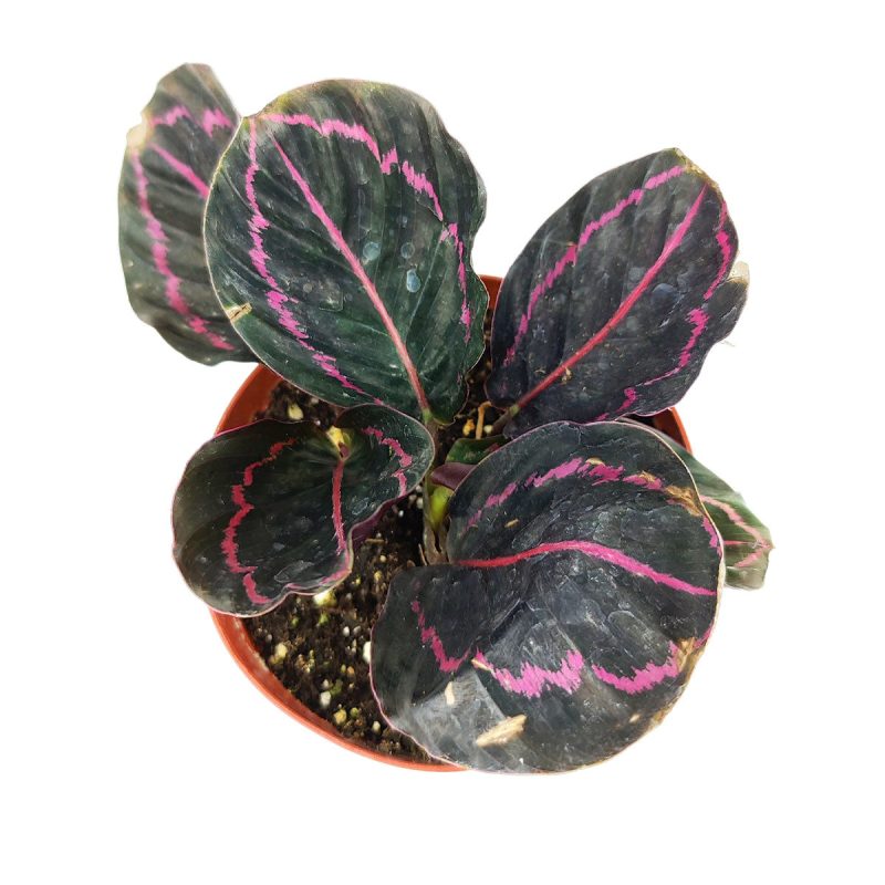 4calatheadottie 2