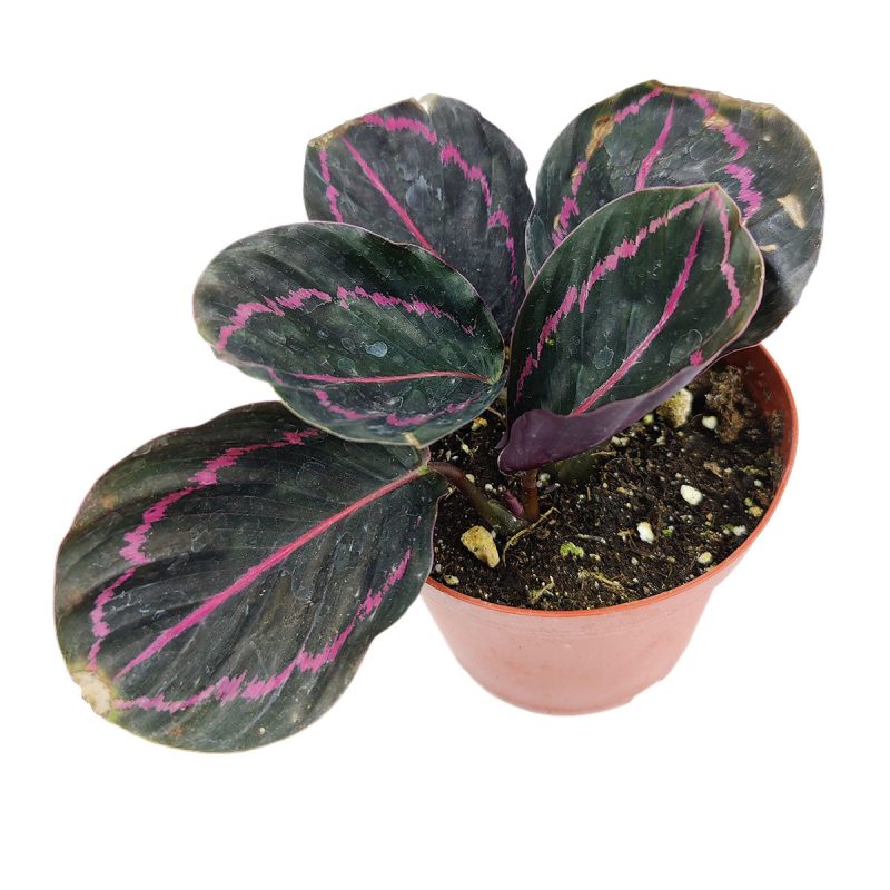 how to take care calathea dottie plant, calathea 'roseopicta - dottie', calathea ‘dottie’, roseopicta dottie calathea, rare! calathea roseopicta dottie, calathea roseopicta “dottie”