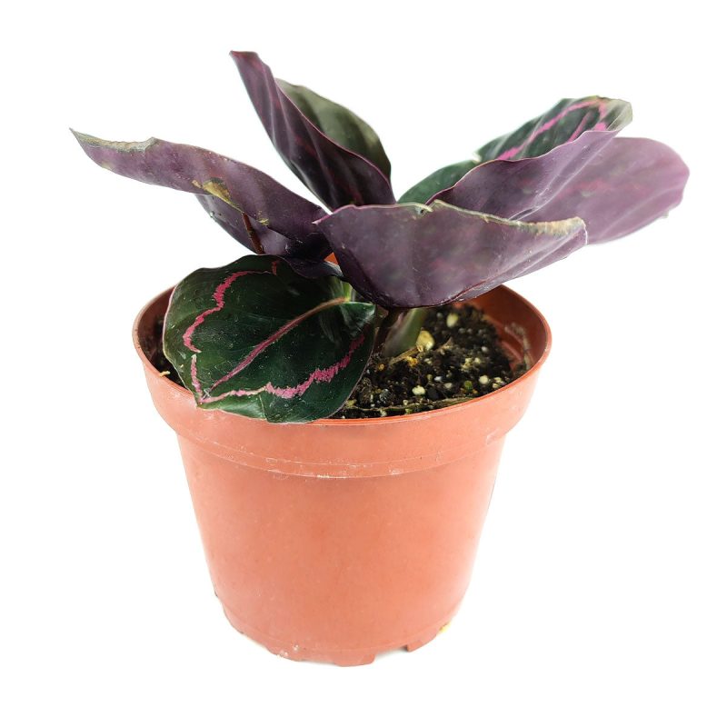 4calatheadottie 4